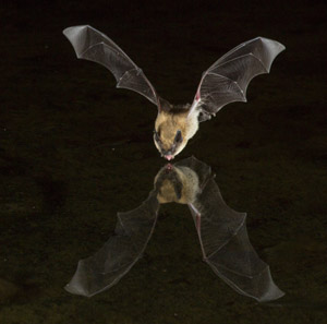 bat